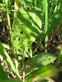 Rumex acetosa herbivory Jena Experiment